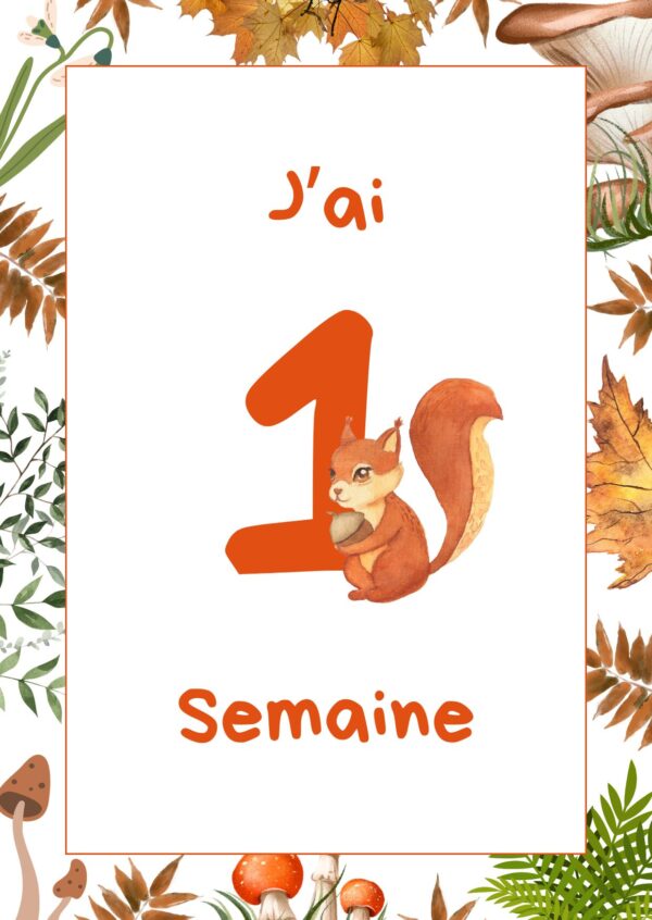 Cartes étapes forêt – Image 4
