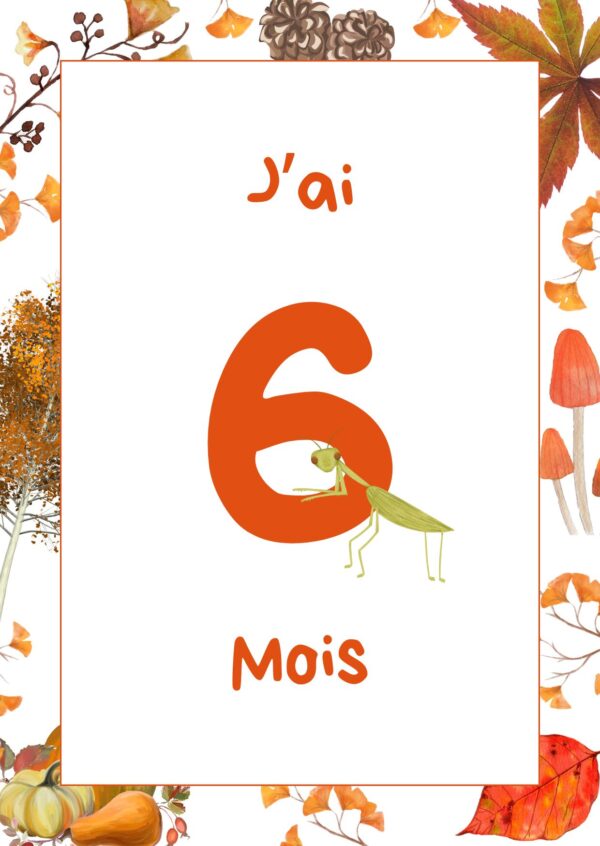 Cartes étapes forêt – Image 5