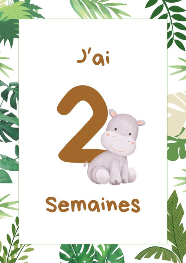 Cartes étapes jungle – Image 8